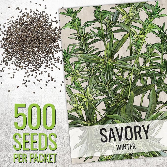 Seed Needs Savory Seeds for Planting Summer & Winter Savory Herbs - Non-GMO Heirloom & Untreated Herb Seed to Plant an Indoor/Outdoor Culinary Medicinal Garden (Collection of 2 Packets)