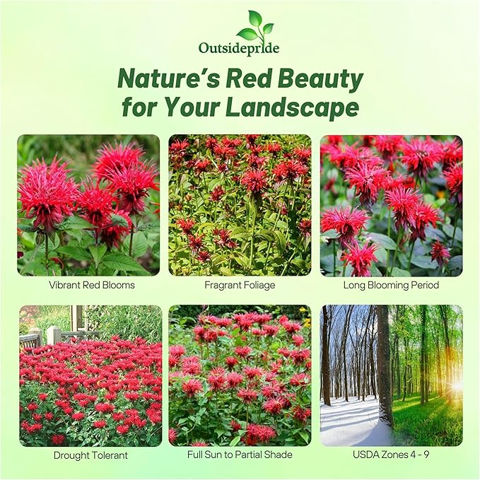 Outsidepride Scarlet Bee Balm Seeds - 250 Pcs Perennial, Easy to Grow & Pollinator Friendly Monarda Didyma Flower Seeds for Planting Mint Scented Leaves & Edible Blooms, Ideal for Teas & Potpourri