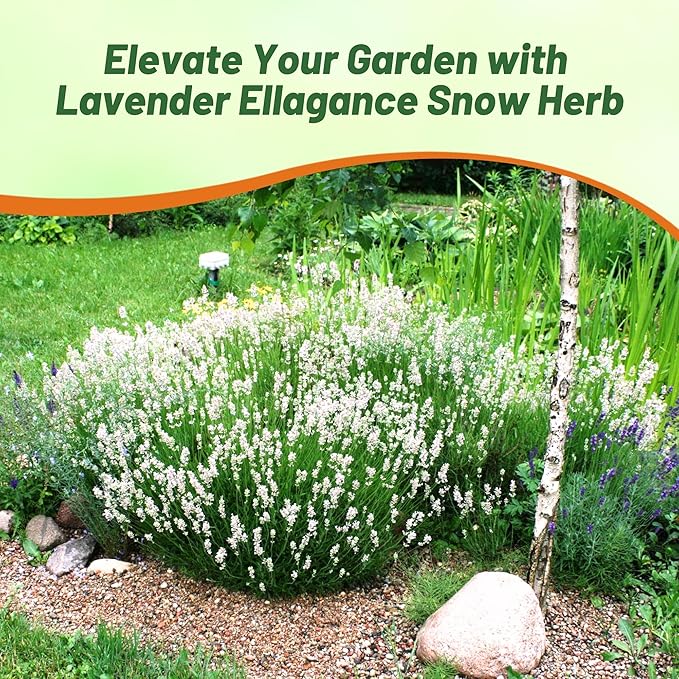 Outsidepride Ellagance Snow Lavender Seeds - 50 Pcs Perennial, Drought-Tolerant & Pollinator Friendly Herb Seeds for Planting Fragrant and Delicate Flowers with White Blooms for Xeriscaping Gardens