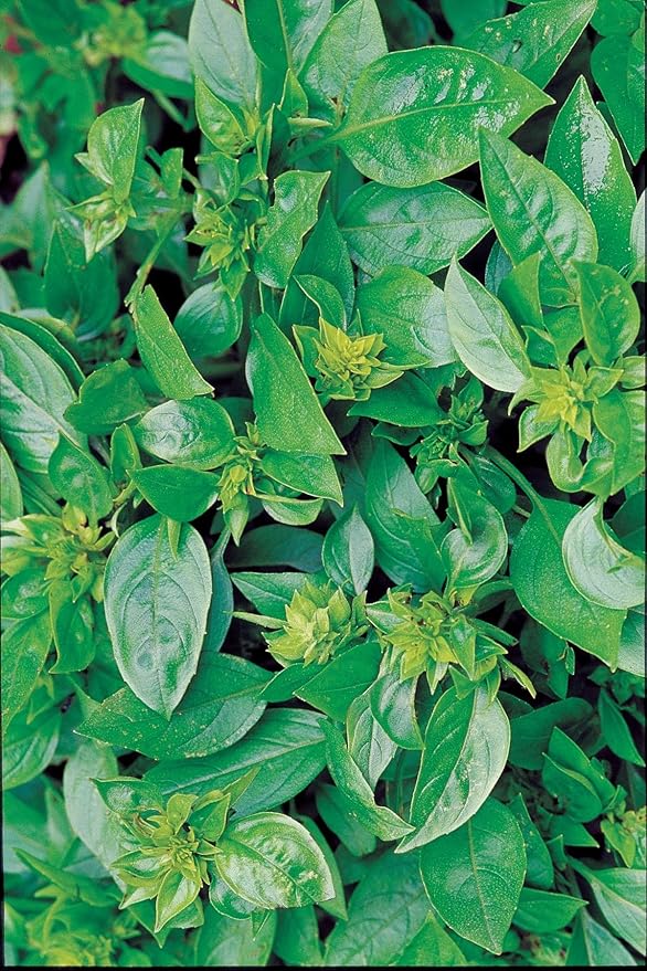 Burpee 63660A Summerlong Basil Seeds