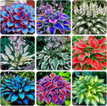 200+ Seeds Perennial Hosta Flower Seed for Planting Outdoors Garden Beauties