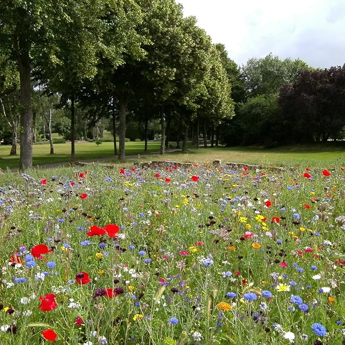 Created By Nature Oregon Wildflower Seed Mix, 20 Flower Varieties, 60,000 Seeds