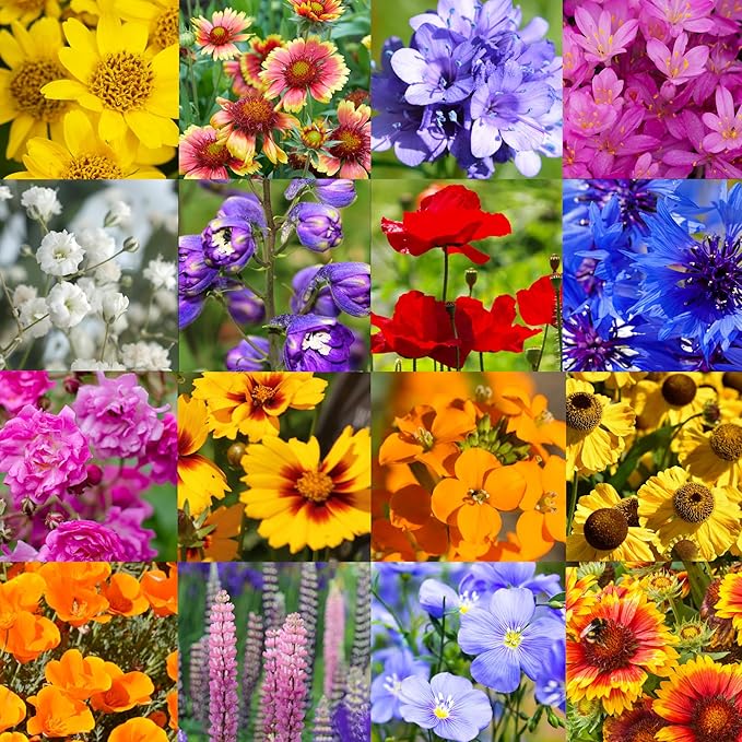 Western U.S. Regional Wildflower Seed Mix, 1 lb Covers 3,200 sq ft, Multi-Color Blooms, Spring and Fall Planting (1/4 Pound)