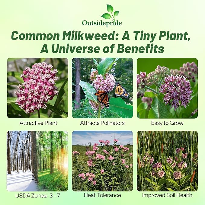 Outsidepride Common Milkweed Seeds - 50 Pcs Perennial, Heat & Humid Tolerant, Pollinator-Friendly Wildflower Seeds, Ideal for Monarch Butterflies, Cut Flowers, Borders, or Meadows