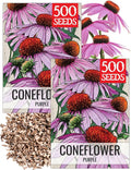 Seed Needs Purple Coneflower Seeds for Planting Echinacea - Heirloom & Open Pollinated Perennial Medicinal Flower - Perfect for a Butterfly Garden (2 Packs)