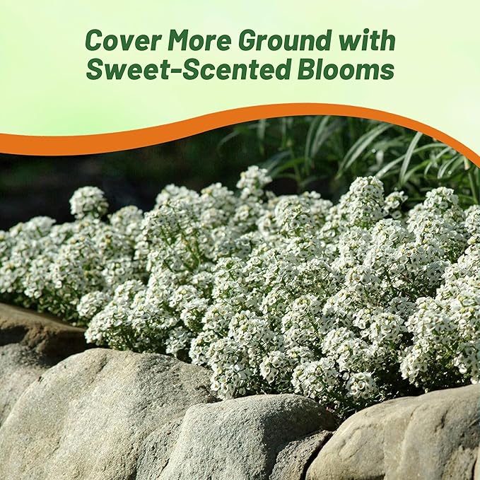 Outsidepride Tiny Tim Alyssum Seeds - 5000 Pieces Annual, Drought-Tolerant & Pollinator-Friendly Ground Cover Seeds w/Fragrant Honey Blooms for Low-Growing Xeriscaping & Outdoor Planting