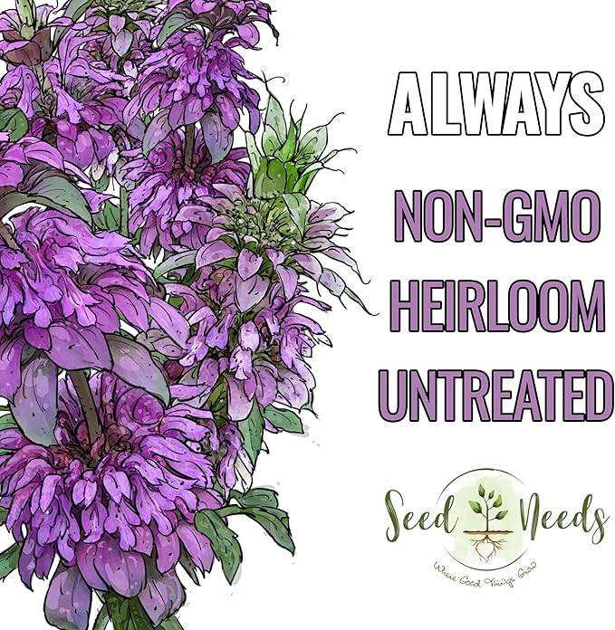 Seed Needs Lemon Mint Seeds for Planting Monarda citriodora Herbs - Grow a Non-GMO Heirloom & Untreated Medicinal Herb Garden Indoors or Outdoors - Popular in Herbal Tea (1 Pack)