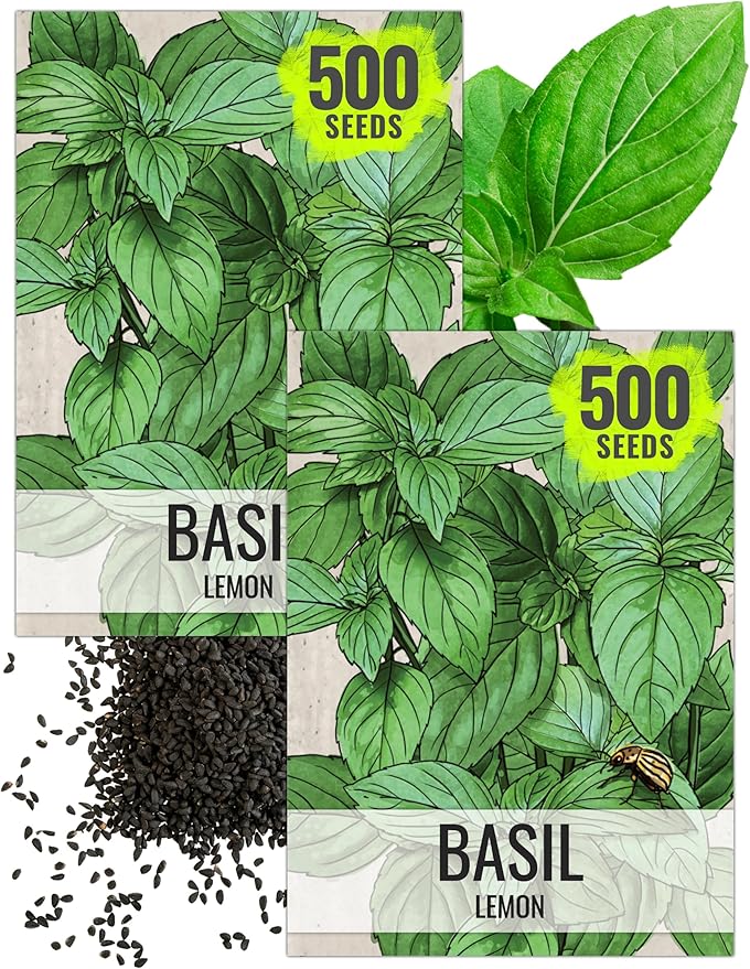 Seed Needs Lemon Basil Seeds for Planting - Non-GMO Heirloom & Untreated Culinary Herb Seed to Plant an Indoor or Outdoor Home Grown Kitchen Garden (2 Packs)