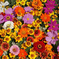 Park Seed Grow Your Own Vibrant Wildflower Garden Mixture, Perfect for Bees, Butterflies, and Hummingbirds, Monarch Butterfly Mix, 1 Oz Pack