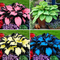 Hosta Seeds for Planting, 297pcs Non-GMO Heirloom Perennial Hosta Flower Seeds, Long Blooming Plants Shaded Entry Pathway Rare Flowers Beauty Home Garden for Outdoors