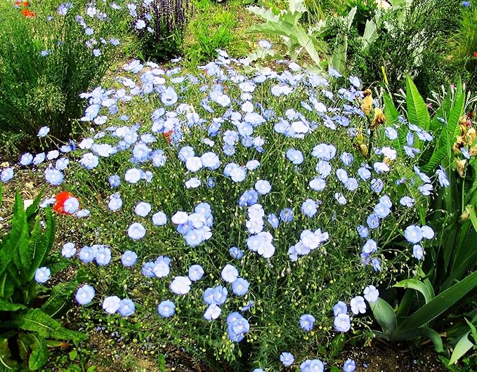 TomorrowSeeds - Blue Flax Wildflower Seeds - 15,000+ Count - For 2026 Planting Linum Perenne Lewis Lavender Sky Blue Prairie Wild Alpine Lint Perennial Garden Wildflower Flower Grow Your Own Home Farm
