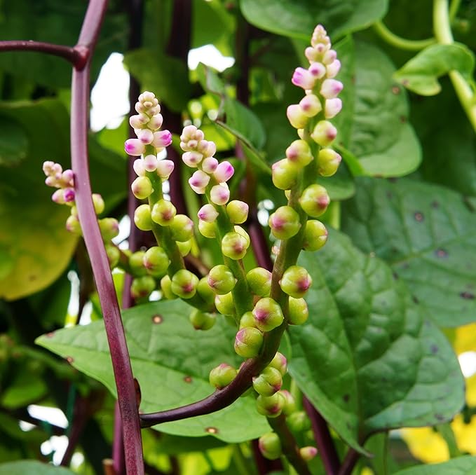 Outsidepride Basella Rubra Malabar Spinach Seeds - 100 Pcs. Perennial, Humid & Heat-Tolerant, Nutrient-Rich Herb Seeds for Planting Edible Vegetables, Ideal for Cooking & Edible Landscaping