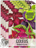 Seed Needs Coleus Seeds for Planting Rainbow Painted Nettle - Heirloom & Open Pollinated Mixed Flower Seed to Grow an Outdoor Butterfly Garden to Attract Pollinators (5 Packs)