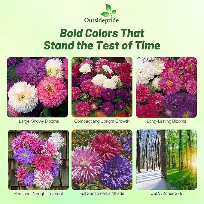 Outsidepride 1,000 Pcs Aster Seeds - Seastar Annual, Hardy & Pollinator Friendly Flower Seeds for Planting Vibrant Mix, Ideal for Meadows & Aesthetic Gardens