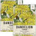 Seed Needs Dandelion Seeds for Planting Traxacum officinale - Non-GMO Heirloom & Untreated Garden Seed to Plant Dandelions for Herbal Uses & Edible Salads (2 Packs)