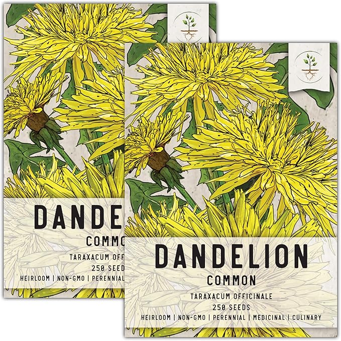 Seed Needs Dandelion Seeds for Planting Traxacum officinale - Non-GMO Heirloom & Untreated Garden Seed to Plant Dandelions for Herbal Uses & Edible Salads (2 Packs)