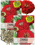 Seed Needs Zinnia Seeds for Planting Scarlet Flame Zinnias - Heirloom & Open Pollinated Annual Cut Flowers Perfect for Bouquets - Plant a Wildflower Butterfly Garden (2 Packs)