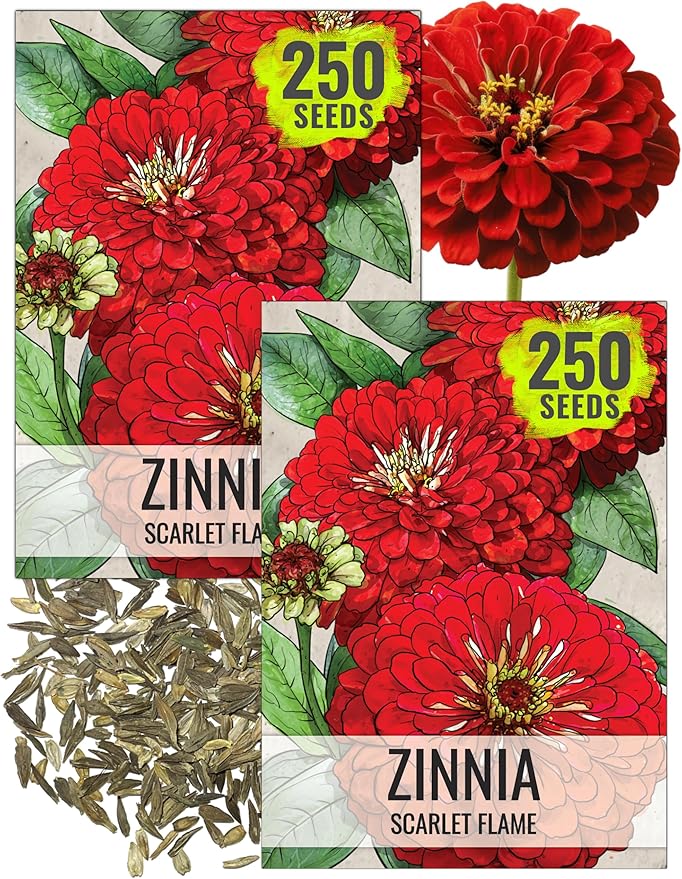 Seed Needs Zinnia Seeds for Planting Scarlet Flame Zinnias - Heirloom & Open Pollinated Annual Cut Flowers Perfect for Bouquets - Plant a Wildflower Butterfly Garden (2 Packs)