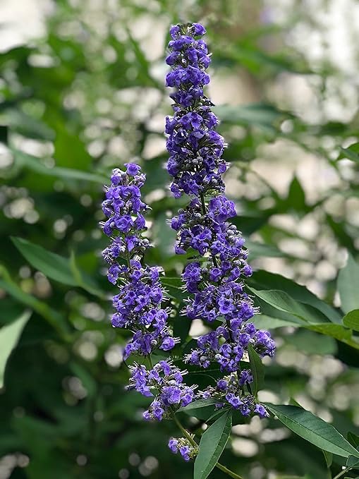 Crape Myrtle & All Flowering Trees Desert Willow Mimosa Orchid Tree Indoor Outdoor Container Grown Granular Fertilizer NutriStar 10-15-9 (25 lb.)