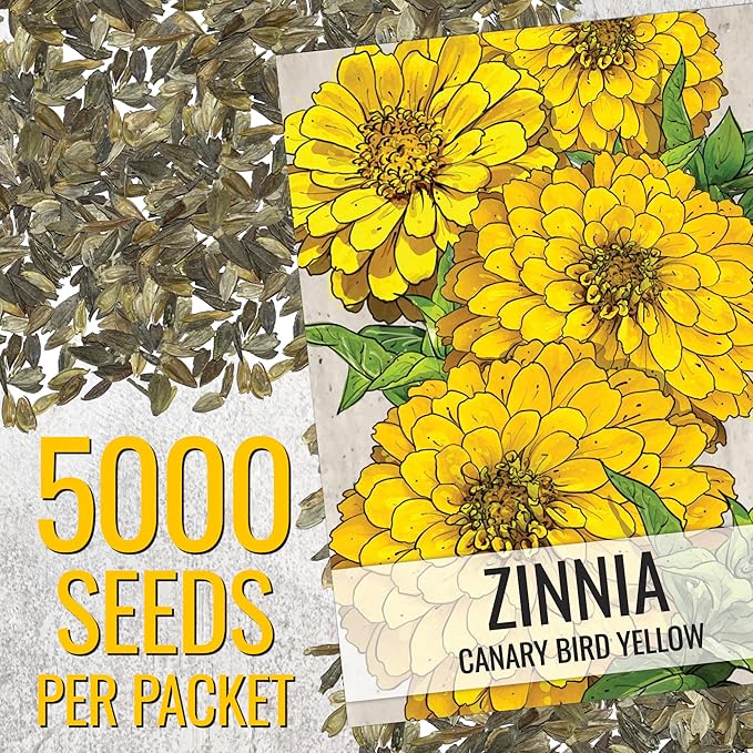 Seed Needs Zinnia Seeds Canary Bird Yellow Variety Fast Blooming | 5,000+ Heirloom & Open Pollinated Seeds | Annual Cut Flowers Large Blooming | Bulk