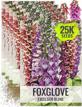 Seed Needs Foxglove Seeds for Planting Excelsior Mix Fox Glove - Heirloom & Open Pollinated Flowers to Plant an Outdoor Butterfly Garden with Colorful Wildflowers (5 Packs (25,000 Seeds))
