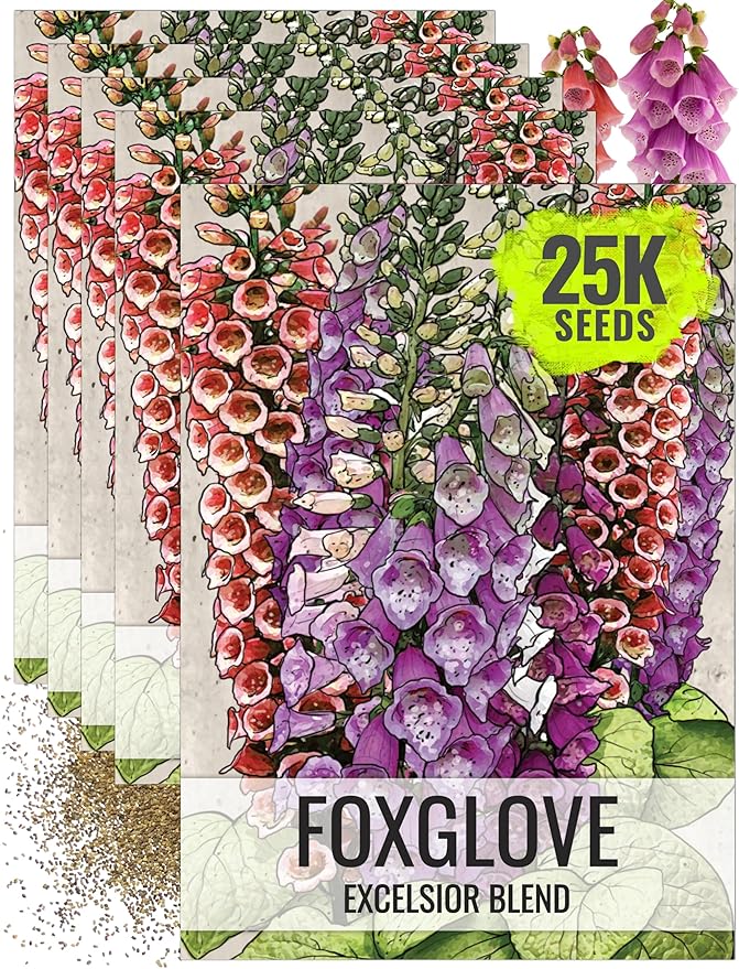 Seed Needs Foxglove Seeds for Planting Excelsior Mix Fox Glove - Heirloom & Open Pollinated Flowers to Plant an Outdoor Butterfly Garden with Colorful Wildflowers (5 Packs (25,000 Seeds))