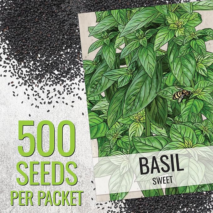 Seed Needs Sweet Genovese Basil Seeds for Planting - Non-GMO Heirloom & Untreated Culinary Herb Seed to Plant an Indoor or Outdoor Home Grown Kitchen Garden (1 Pack)
