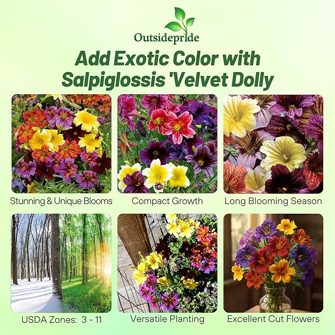 Outsidepride Painted Tongue Salpiglossis Seeds - 10000 Pcs. Annual, Versatile & Pollinator Friendly, Flower Seeds for Planting Vibrant Trumpet-Shaped Mixed Blooms for Garden Beds & Cut Flower Bouquets