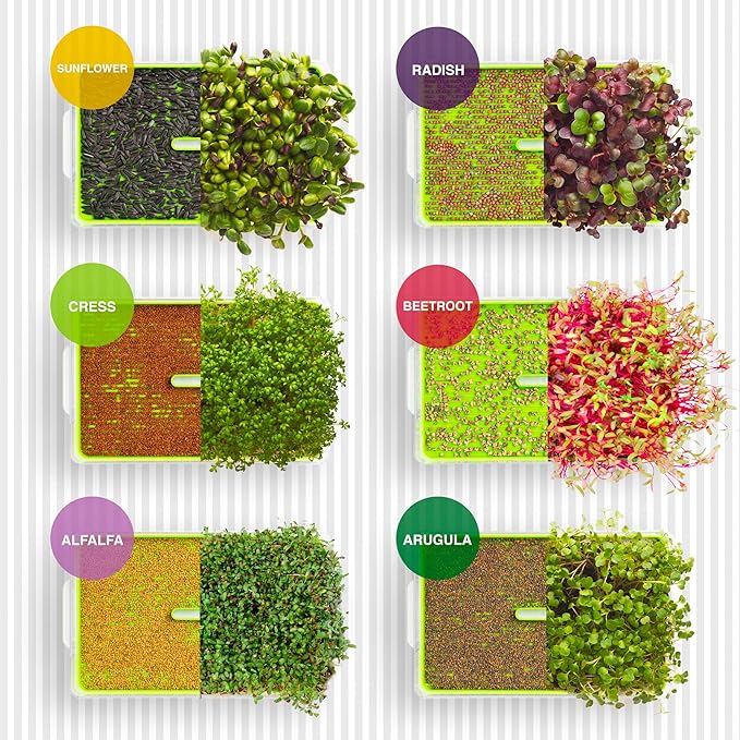 Organic Microgreen Sprouting Seeds 6-Pack – Non-GMO Heirloom Microgreens Seed Variety Pack – Sunflower, Alfalfa, Arugula, Beetroot, Radish, Cress – Fast Growing Indoor Garden Superfood
