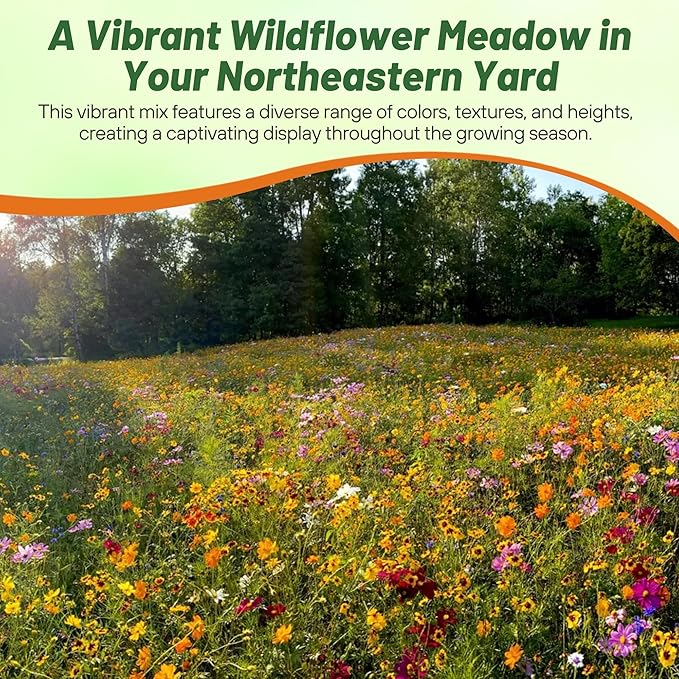 Outsidepride Northeast Wild Flower Seed Mix - 5 lbs Premium Blend of Vibrant Biennial & Annual Wildflower Seeds for Northeastern States, Ideal for Meadows, Borders & Gardens, & Attracting Pollinators