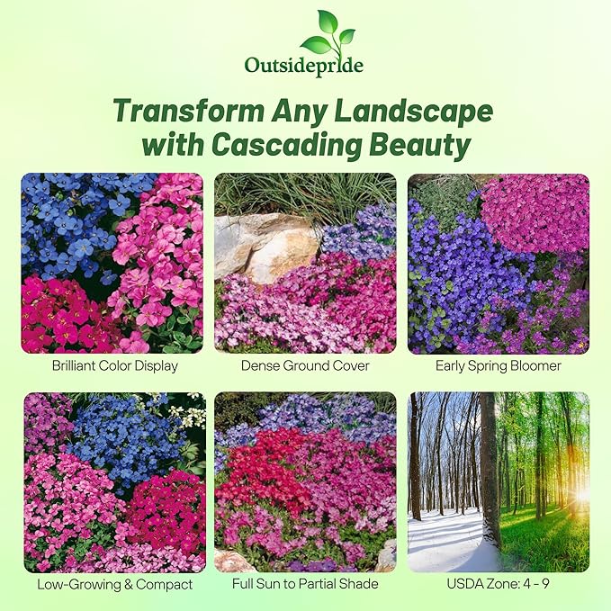Outsidepride Cascade Mix Aubrieta Rock Cress Seeds - 1000 Pcs Perennial Flower Seeds, Easy to Grow, Low Maintenance, Cascading & Low Growing, for Baskets, Rock Walls, or Ground Covers