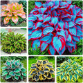 Mix Hosta Seeds-215Pcs Perennial Flower Seeds for Planting in Your Home Ganden