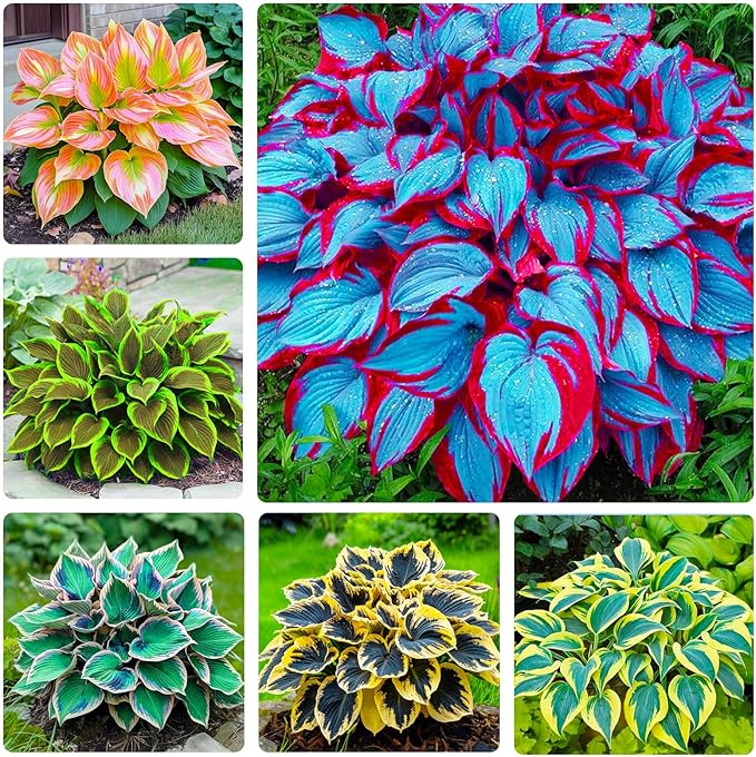 Mix Hosta Seeds-215Pcs Perennial Flower Seeds for Planting in Your Home Ganden