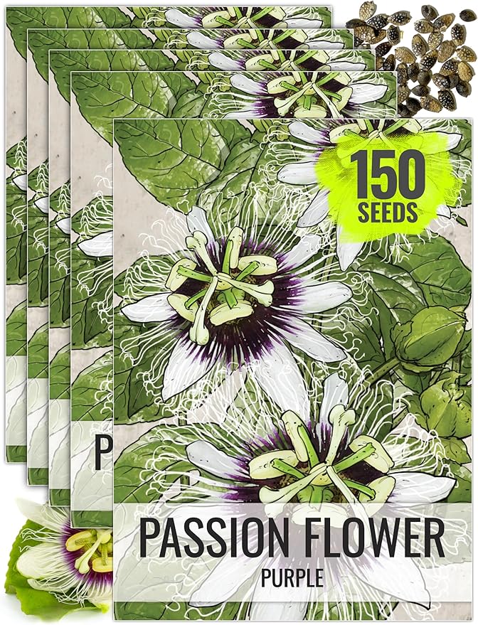 Seed Needs, Purple Passion Flower Seeds - 30 Heirloom Seeds for Planting Passiflora edulis - Annual Heirloom & Open Pollinated Vine/Climber Produces Exotic Blooms (5 Packs)