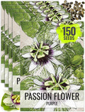 Seed Needs, Purple Passion Flower Seeds - 30 Heirloom Seeds for Planting Passiflora edulis - Annual Heirloom & Open Pollinated Vine/Climber Produces Exotic Blooms (5 Packs)