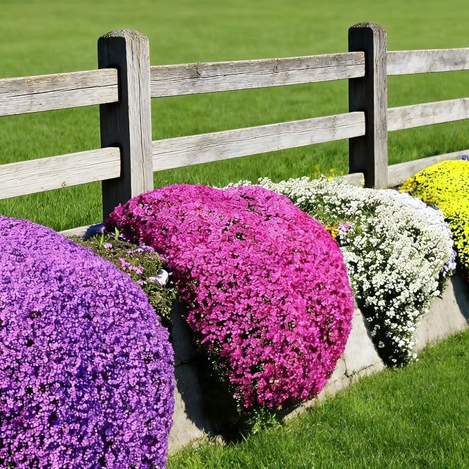 Thyme Seeds for Planting, 15000+ Creeping Thymus Seeds, Perennial Ground Cover Plants, Non-GMO Heirloom Thymus Serpyllum Seed for Home Garden Outdoor