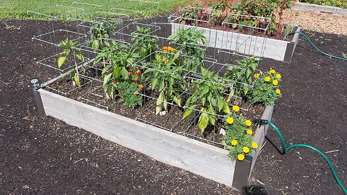 Gardeners Supply Company Pepper and Eggplant Cages Plant Stand | Heavy Gauge Sturdy Garden Plants Support for Eggplants Peppers and Other Climbing Plants | No Assembly Needed | Green 24"H (Set of 3)