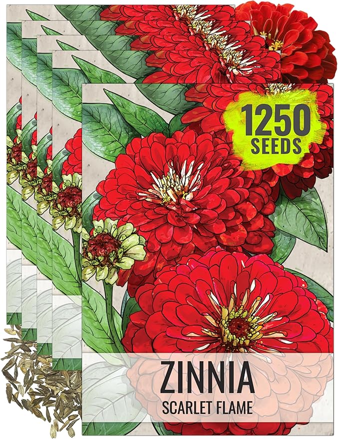 Seed Needs Zinnia Seeds for Planting Scarlet Flame Zinnias - Heirloom & Open Pollinated Annual Cut Flowers Perfect for Bouquets - Plant a Wildflower Butterfly Garden (5 Packs)