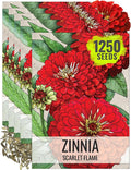 Seed Needs Zinnia Seeds for Planting Scarlet Flame Zinnias - Heirloom & Open Pollinated Annual Cut Flowers Perfect for Bouquets - Plant a Wildflower Butterfly Garden (5 Packs)