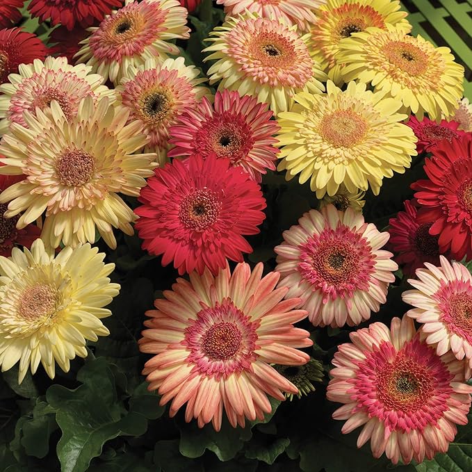 Outsidepride Strawberry Twist Mix Gerbera Seeds - 20 Pcs Perennial, Compact & Low Maintenance, Flower Seeds for Planting w/Semi-Double Blooms, Ideal for Garden Landscaping & Cut Flower Arrangements