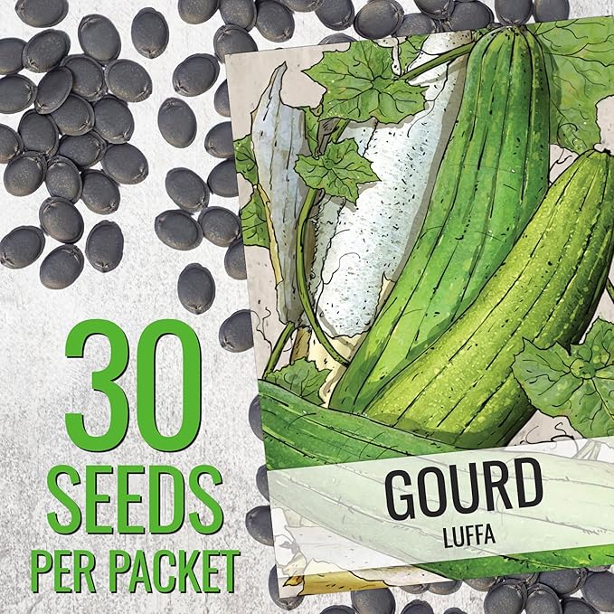 Seed Needs Luffa Seeds for Planting Loofah Sponge Gourds - Non-GMO Heirloom & Untreated Veggie Seed to Plant a Home Grown Outdoor Vegetable Garden (20 Packs)