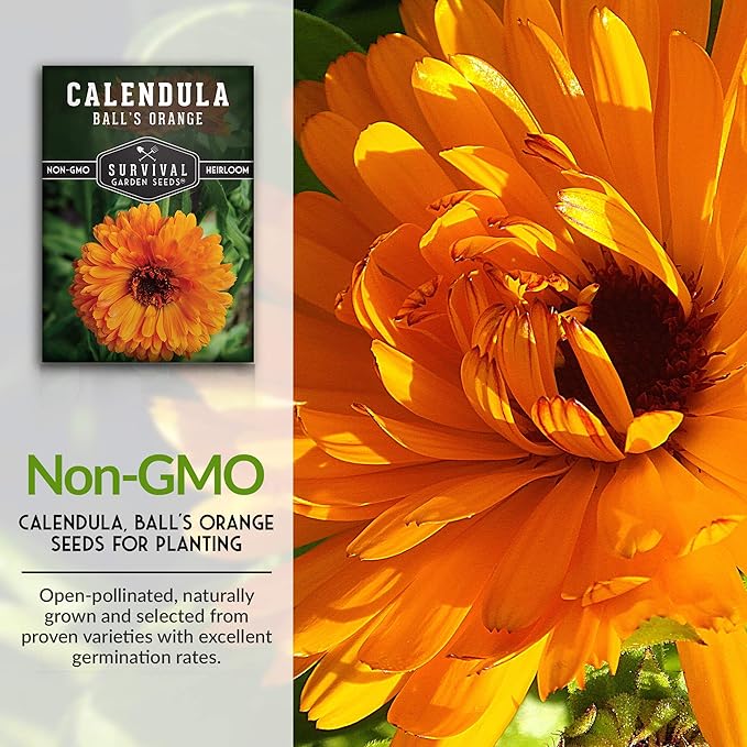 Ball’s Orange Calendula Seeds for Planting – Medicinal Herb & Edible Flower with Bright Orange Blooms – Heirloom Pot Marigold for Skin Care & Teas – Survival Garden Seeds (1 Pack)