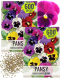 Seed Needs, Swiss Giants Pansy Seeds - 600 Heirloom Seeds for Planting Viola wittrockiana - Annual Edible Flowers that Attract Butterflies & Other Pollinators (2 Packs)