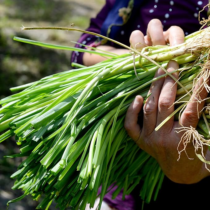 Organic Onion Seeds (Bunching Evergreen) - Approx 200 Seeds - USDA Organic, Non-GMO, Open Pollinated, Heirloom, USA Origin