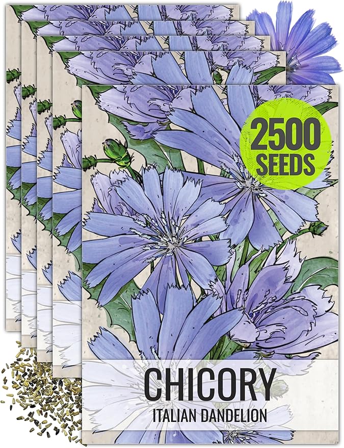 Seed Needs Chicory Seeds for Planting Cichorium intybus - Heirloom & Open Pollinated Wildflowers to Grow a Butterfly Garden that Attracts Butterflies, Bees & Other Pollinators (5 Packs)