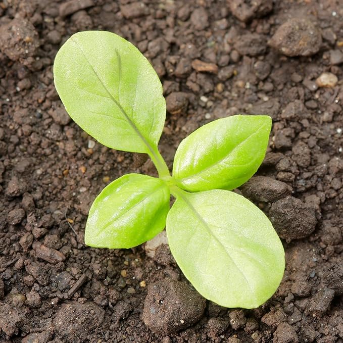 Seed Needs Sweet Genovese Basil Seeds for Planting - Non-GMO Heirloom & Untreated Culinary Herb Seed to Plant an Indoor or Outdoor Home Grown Kitchen Garden (1 Pack)
