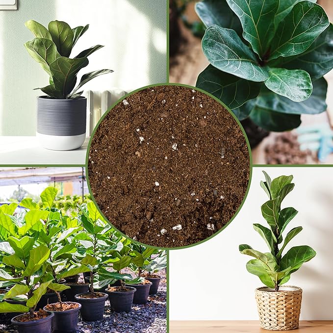 Soil Sunrise Premium Fiddle Leaf Fig Tree Soil (12 Quarts) - Expert Formula for Vibrant Growth - Nutrient-Rich Potting Mix,Specifically Designed for Healthy Indoor,Outdoor,& Potted Fiddle Fig Plants