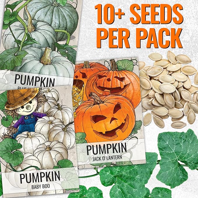 Seed Needs Pumpkin Seeds for Planting a Collection of Non-GMO Heirloom & Untreated Cucurbitas - Blue Jarrahdale, Casper White, Jack Be Little, Baby Boo, Fairytale & Jack O Lantern