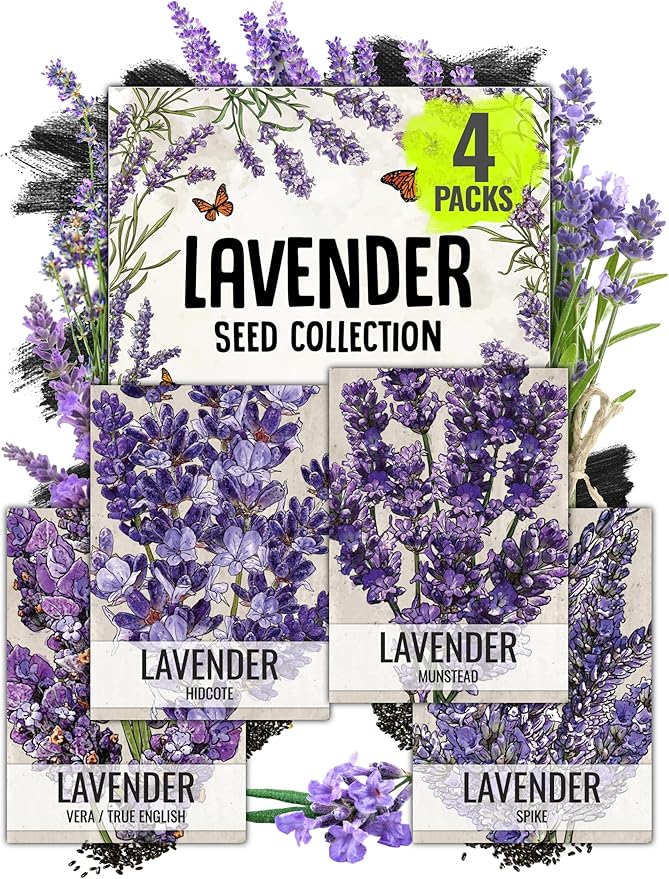 Seed Needs Lavender Seeds for Planting a Variety of Lavandula Plants - Non-GMO Heirloom & Untreated Herb Seed to Plant an Outdoor Home Grown Lavender Garden - Medicinal/Culinary (4 Packs)