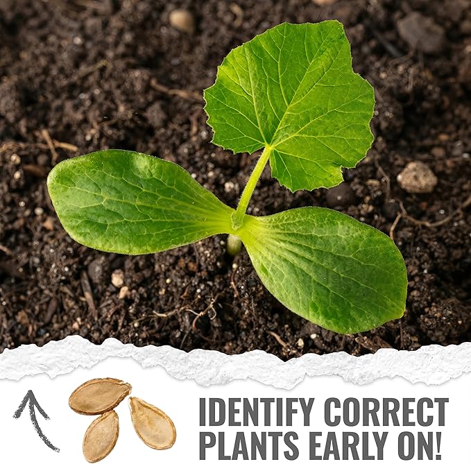 Seed Needs Fairytale Pumpkin Seeds for Planting | Non-GMO Heirloom & Untreated | Bulk French Pumpkins Seed to Plant an Outdoor Home Grown Pumpkin Patch